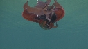 BLANKET OCTOPUS