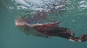 BLANKET OCTOPUS
