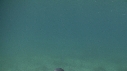 BLANKET OCTOPUS