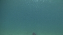 BLANKET OCTOPUS
