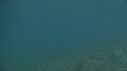 BLANKET OCTOPUS