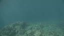 BLANKET OCTOPUS