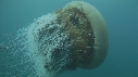 MEDUSE GEANTE, PLONGEUR