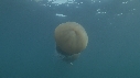 MEDUSE GEANTE, PLONGEUR
