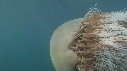 MEDUSE GEANTE, PLONGEUR