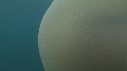 MEDUSE GEANTE