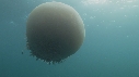 MEDUSE GEANTE, POISSONS