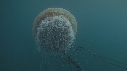 MEDUSE GEANTE