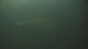 BELUGAS