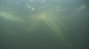 BELUGAS