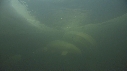 BELUGAS