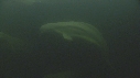 BELUGAS