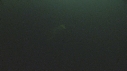 BELUGAS
