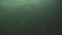 BELUGAS