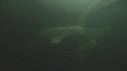 BELUGAS