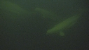 BELUGAS