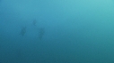 DAUPHINS PACIFIC
