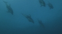 DAUPHINS COMMUNS, PAC