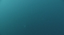 DAUPHINS PACIFIC