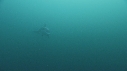 DAUPHINS PACIFIC