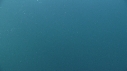 DAUPHINS PACIFIC