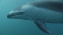 DAUPHINS PACIFIC