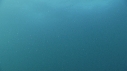 DAUPHINS PACIFIC