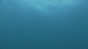 DAUPHINS PACIFIC