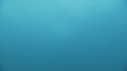 DAUPHINS PACIFIC