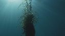 KELP, POISSONS JAUNES