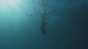 KELP, POISSONS JAUNES
