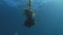 KELP, POISSONS JAUNES