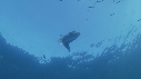 MOLA MOLA, POISSONS