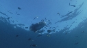 MOLA MOLA, POISSONS