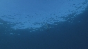 MOLA MOLA, POISSONS