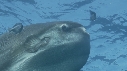 MOLA MOLA, POISSONS
