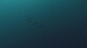 DAUPHINS PACIFIC