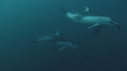 DAUPHINS PACIFIC