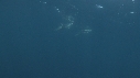 DAUPHINS PACIFIC