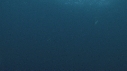 DAUPHINS PACIFIC