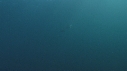DAUPHINS PACIFIC