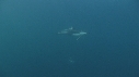 DAUPHINS PACIFIC