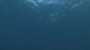 DAUPHINS PACIFIC