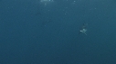 DAUPHINS PACIFIC