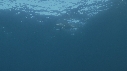 DAUPHINS PACIFIC