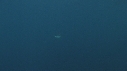 DAUPHINS PACIFIC