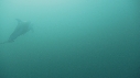 DAUPHINS PACIFIC