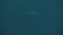 DAUPHINS PACIFIC