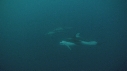 DAUPHINS PACIFIC, OTARIE