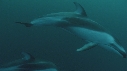 DAUPHINS PACIFIC